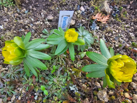Eranthis hyemalis ´ALL SAINTS´